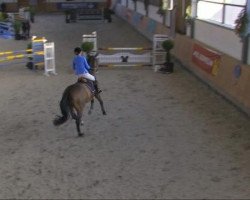 stallion Can Can VA (Holsteiner, 2004, from Coriano)