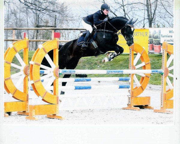 dressage horse Calidus 4 (German Sport Horse, 2003, from Calido I)