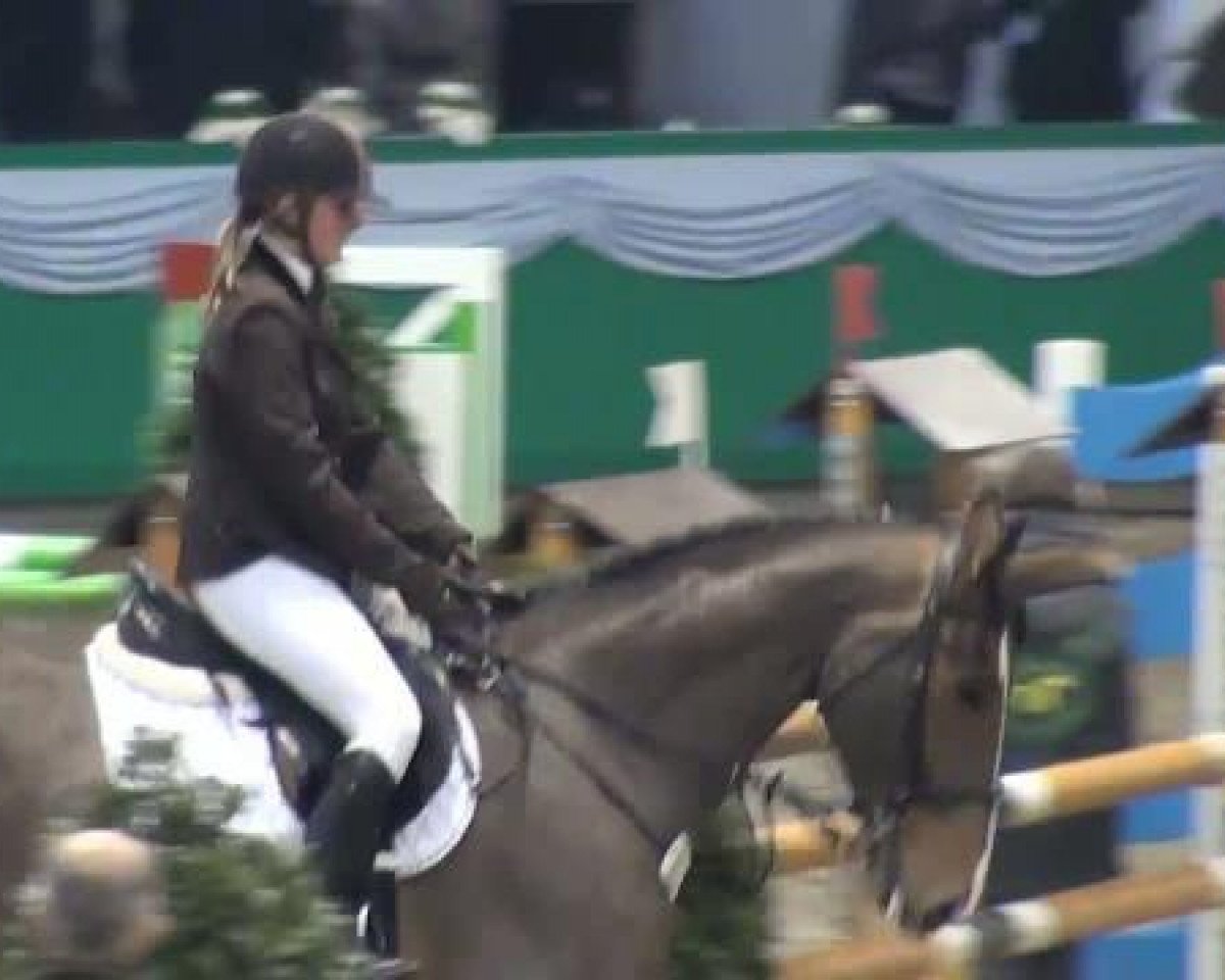 Springpferd Falcone N R (Deutsches Reitpferd, 2002, von Falano N.R.)