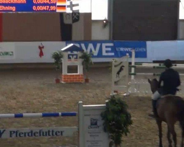 jumper Quantus 11 (Holsteiner, 2005, from Quidam de Revel) jumper Quantus 11 (Holsteiner, 2005, from Quidam de Revel)