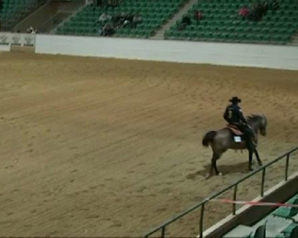 horse Olena Fiftyfour (Quarter Horse, 2004, from Epitome Olena) horse Olena Fiftyfour (Quarter Horse, 2004, from Epitome Olena)