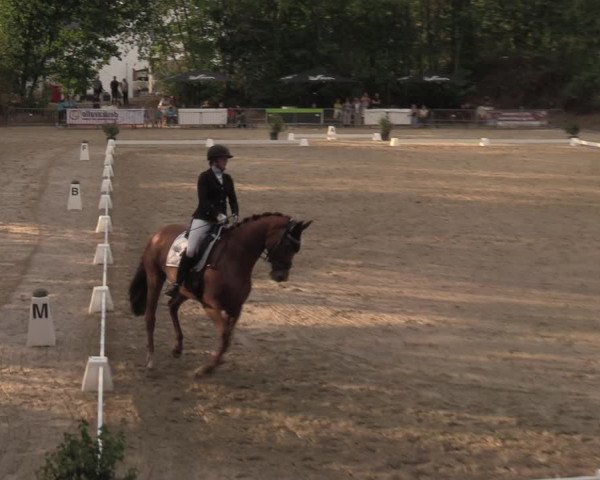 Reitturnier Köln-Flittard 2022