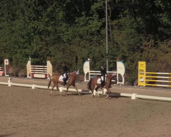 Reitturnier Köln-Flittard 2022