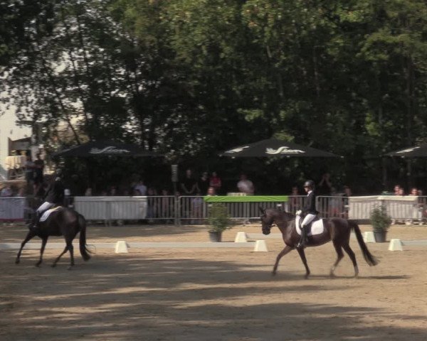 Reitturnier Köln-Flittard 2022