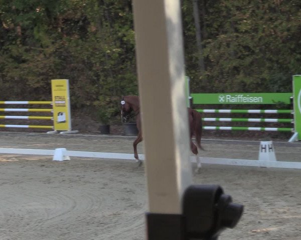 Reitturnier Köln-Flittard 2022