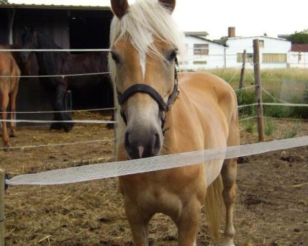 jumper Liberty (2,54% ox) (Edelbluthaflinger, 2006, from Antares (1,17% ox))