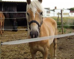 jumper Liberty (2,54% ox) (Edelbluthaflinger, 2006, from Antares (1,17% ox))