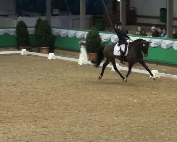 dressage horse Feliciana 5 (Westphalian, 2004, from Feiner Ludwig)