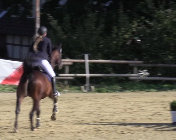 Reitturnier Vlotho-Valdorf 2022