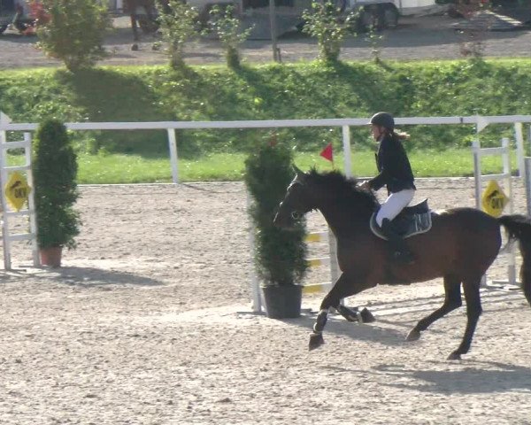 Reitturnier Bülach 2022