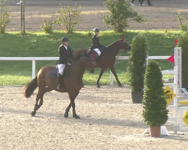 Reitturnier Bülach 2022