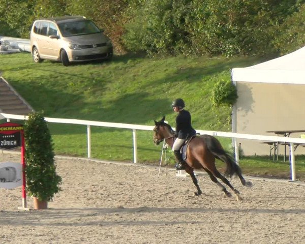 Reitturnier Bülach 2022