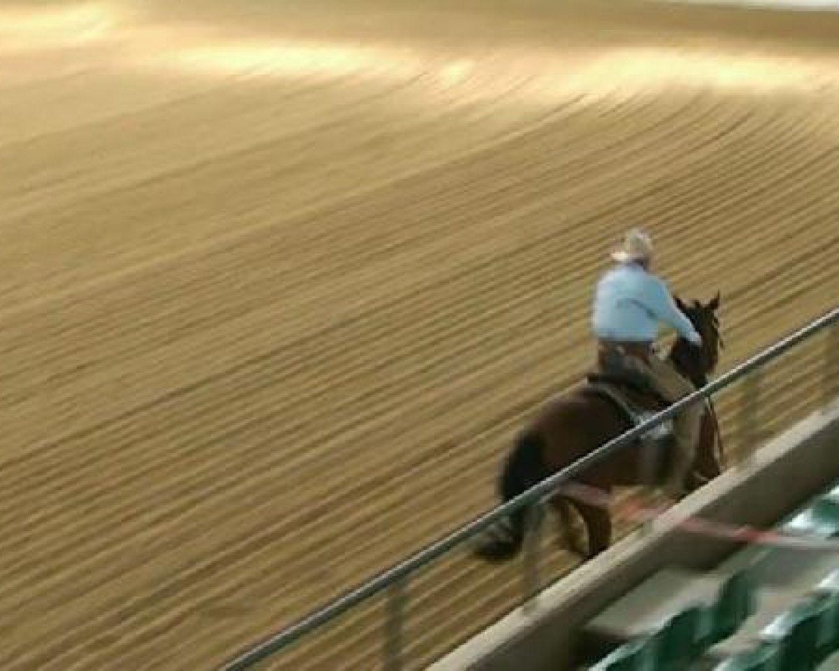 horse Sunny watches Bobby (Quarter Horse, 2006, from Sunny Little Lena)