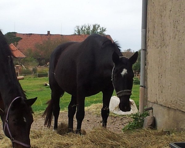 Zuchtstute Jessy (Zweibrücker, 1999) Zuchtstute Jessy (Zweibrücker, 1999)
