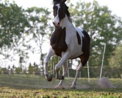 dressage horse Ronja (Brandenburg, 2002)