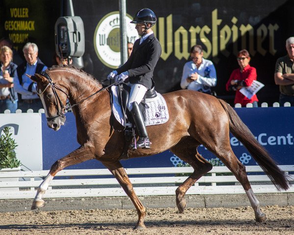 dressage horse L' Amore Per Sempre OLD (Oldenburg, 2016, from Livaldon)