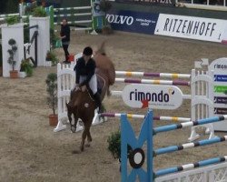 jumper Collin 39 (Holsteiner, 2000, from Corleone)