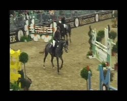 broodmare Valparaiso (Holsteiner, 2005, from Cartani 4)