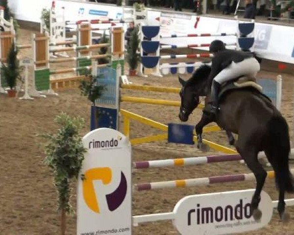 broodmare Quinta 74 (Holsteiner, 2004, from Quintero)