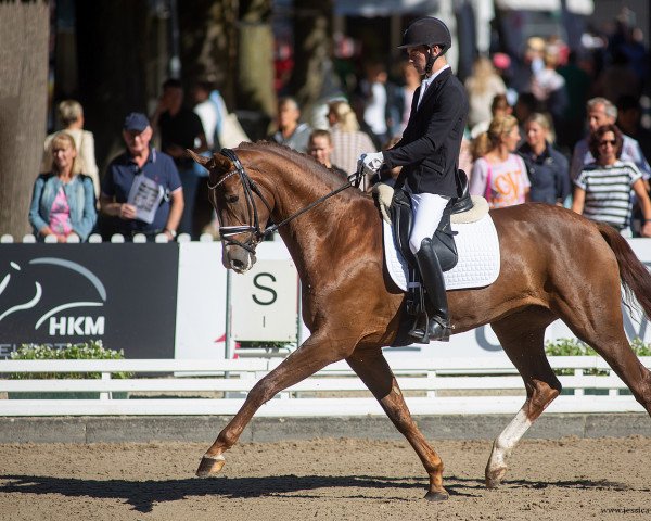 dressage horse Barcelona 69 (Hanoverian, 2016, from Borsalino)