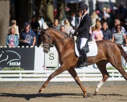 dressage horse Barcelona 69 (Hanoverian, 2016, from Borsalino)