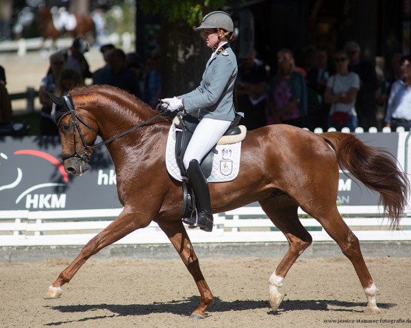 stallion Brixton (Westphalian, 2016, from Borsalino)
