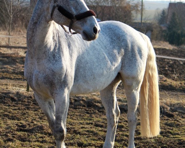 horse Wellex (Oldenburg, 1994, from Weltcup)