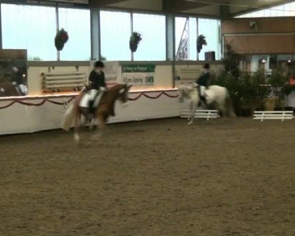 dressage horse Binni Bo 3 (German Riding Pony, 1997, from Kimber) dressage horse Binni Bo 3 (German Riding Pony, 1997, from Kimber)