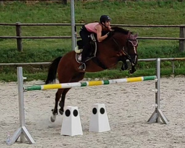 jumper Samweis Gamdschie 5 (Polish Warmblood, 2012, from Sorbie Tower xx) jumper Samweis Gamdschie 5 (Polish Warmblood, 2012, from Sorbie Tower xx)