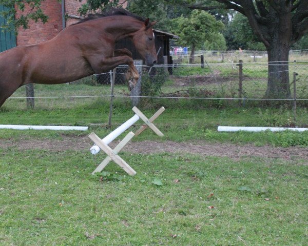 horse Dein Stern (Westphalian, 2005, from Don Bedo I)