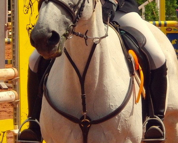horse Kelly K (Saxony-Anhaltiner, 1995, from Kolibri 2705)
