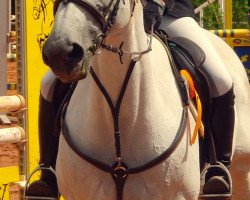 horse Kelly K (Saxony-Anhaltiner, 1995, from Kolibri 2705)