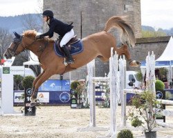 jumper Bee Winn du Leon (Selle Français, 2011, from Mylord Carthago)