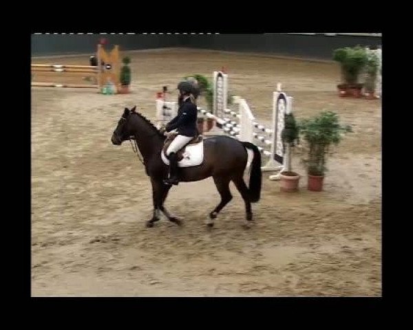 dressage horse Schnappi 3 (Hanoverian, 2005, from Stakkato Gold)