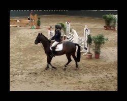 dressage horse Schnappi 3 (Hanoverian, 2005, from Stakkato Gold)