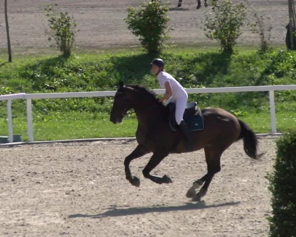 Reitturnier Bülach 2022