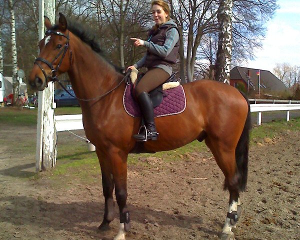 horse Quendaris (Holsteiner, 2005, from Quarterback)