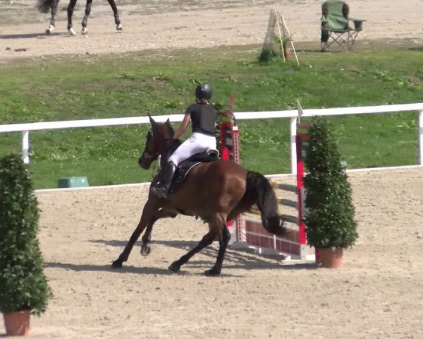 Reitturnier Bülach 2022