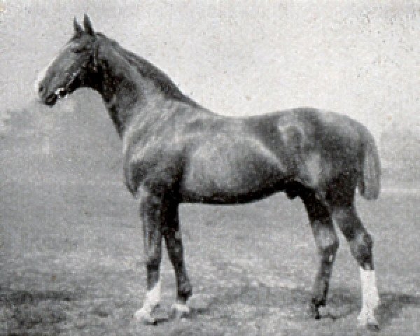 stallion Alderman I (Hanoverian, 1909, from Alnok) stallion Alderman I (Hanoverian, 1909, from Alnok)