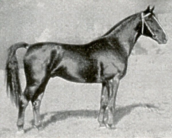 stallion Allweiser III (Hanoverian, 1931, from Alpenflug II) stallion Allweiser III (Hanoverian, 1931, from Alpenflug II)