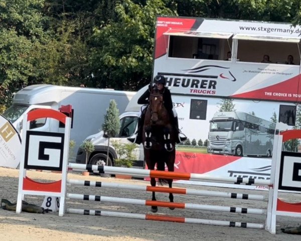 Springpferd Von Herzen P (Deutsches Sportpferd, 2016, von Vulkano FRH)