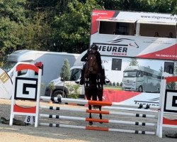 jumper Von Herzen P (German Sport Horse, 2016, from Vulkano FRH)