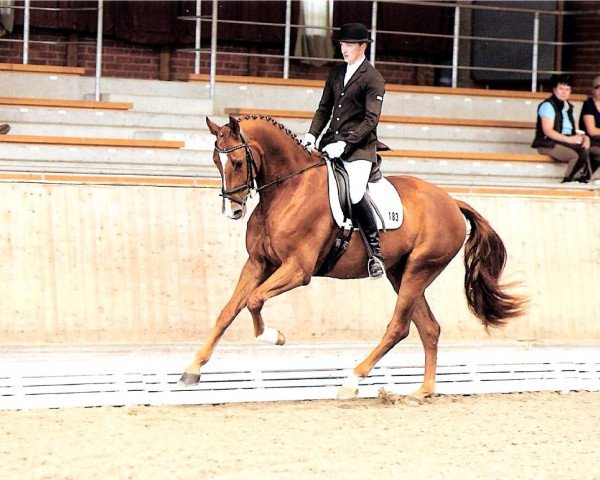 dressage horse D'Agostino (Oldenburg, 2007, from Dimaggio)