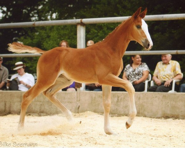 broodmare Josy (Württemberger, 2010, from Jordaan)