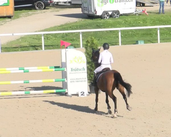 Reitturnier Bülach 2022