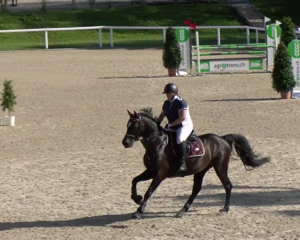 Reitturnier Bülach 2022