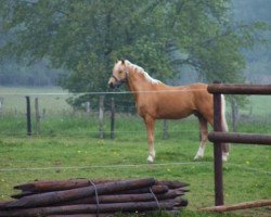 stallion Darino-Gold (German Riding Pony, 1990, from Dancer)