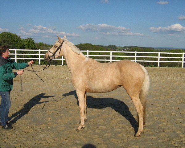 broodmare Golden Devina (German Riding Pony, 2005, from Darino-Gold)