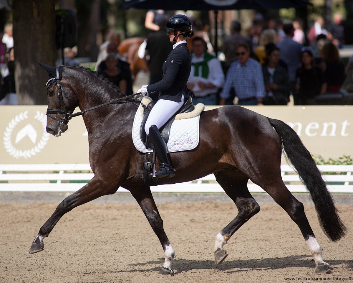 dressage horse Dynoro NRW (Westphalian, 2016, from Danone 4)