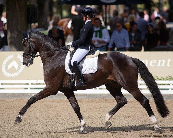 dressage horse Dynoro NRW (Westphalian, 2016, from Danone 4)